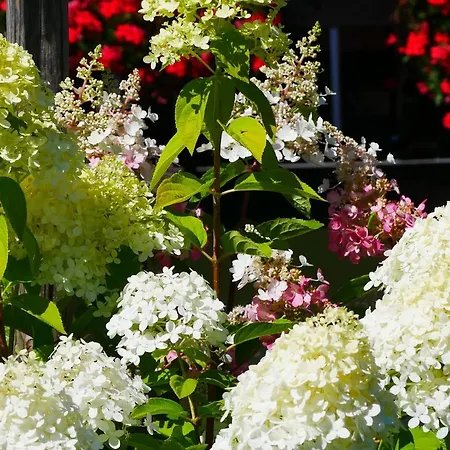 Kircher Обермайзельштайн